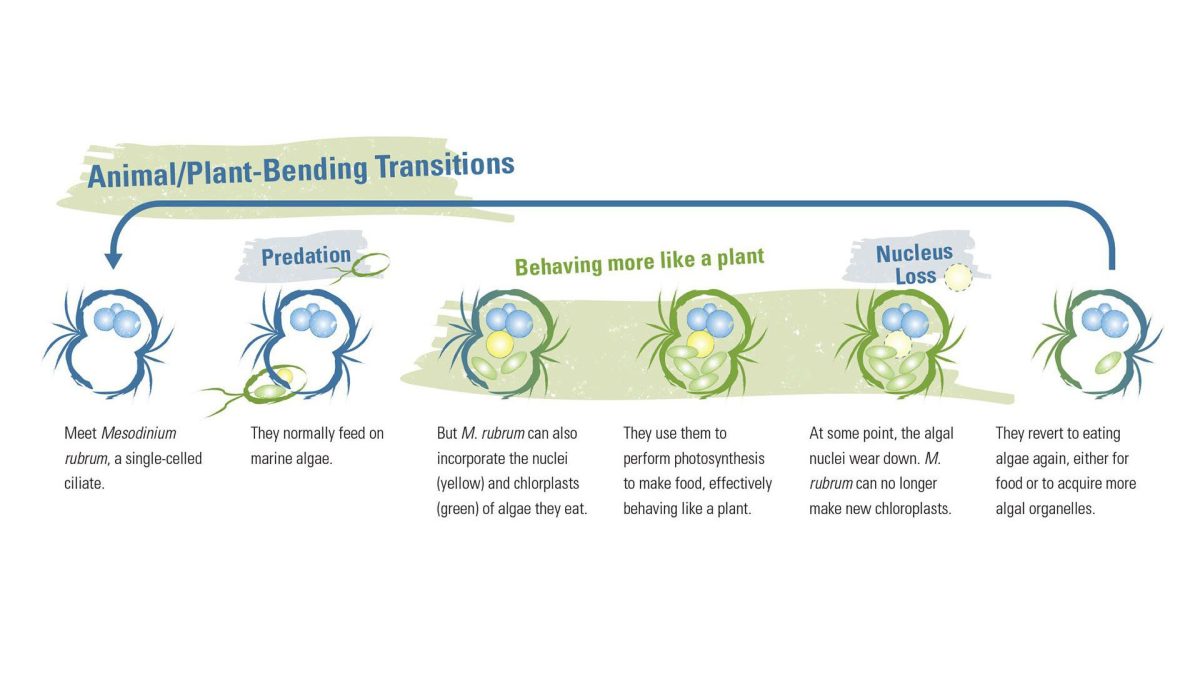 Mesodinium rubrum Animal/Plant-Bending Transitions
