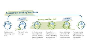 Mesodinium rubrum Animal/Plant-Bending Transitions