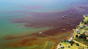Algae bloom