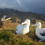 A pair of wandering albatrosses with a juvenile ready to fly. (Photo by Henri Weimerskirch)