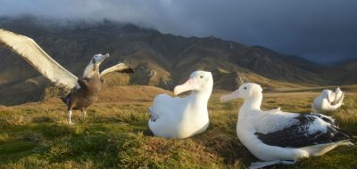A pair of wandering albatrosses with a juvenile ready to fly. (Photo by Henri Weimerskirch)