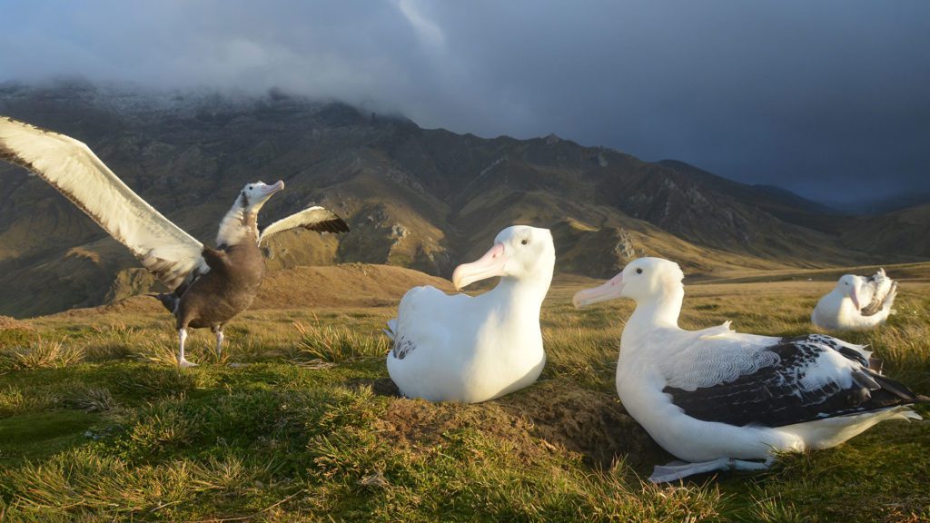 A pair of wandering albatrosses with a juvenile ready to fly. (Photo by Henri Weimerskirch)