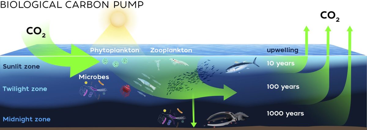Biological Carbon Pump