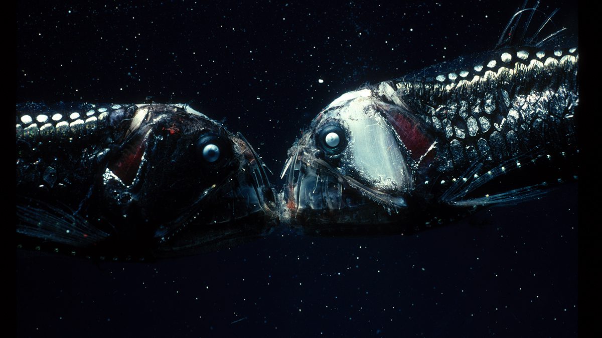 Sloans viperfish
