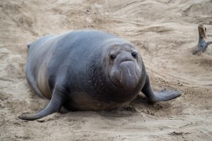 Elephant seal