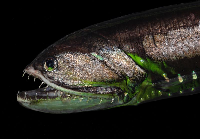 Elongated Bristlemouth