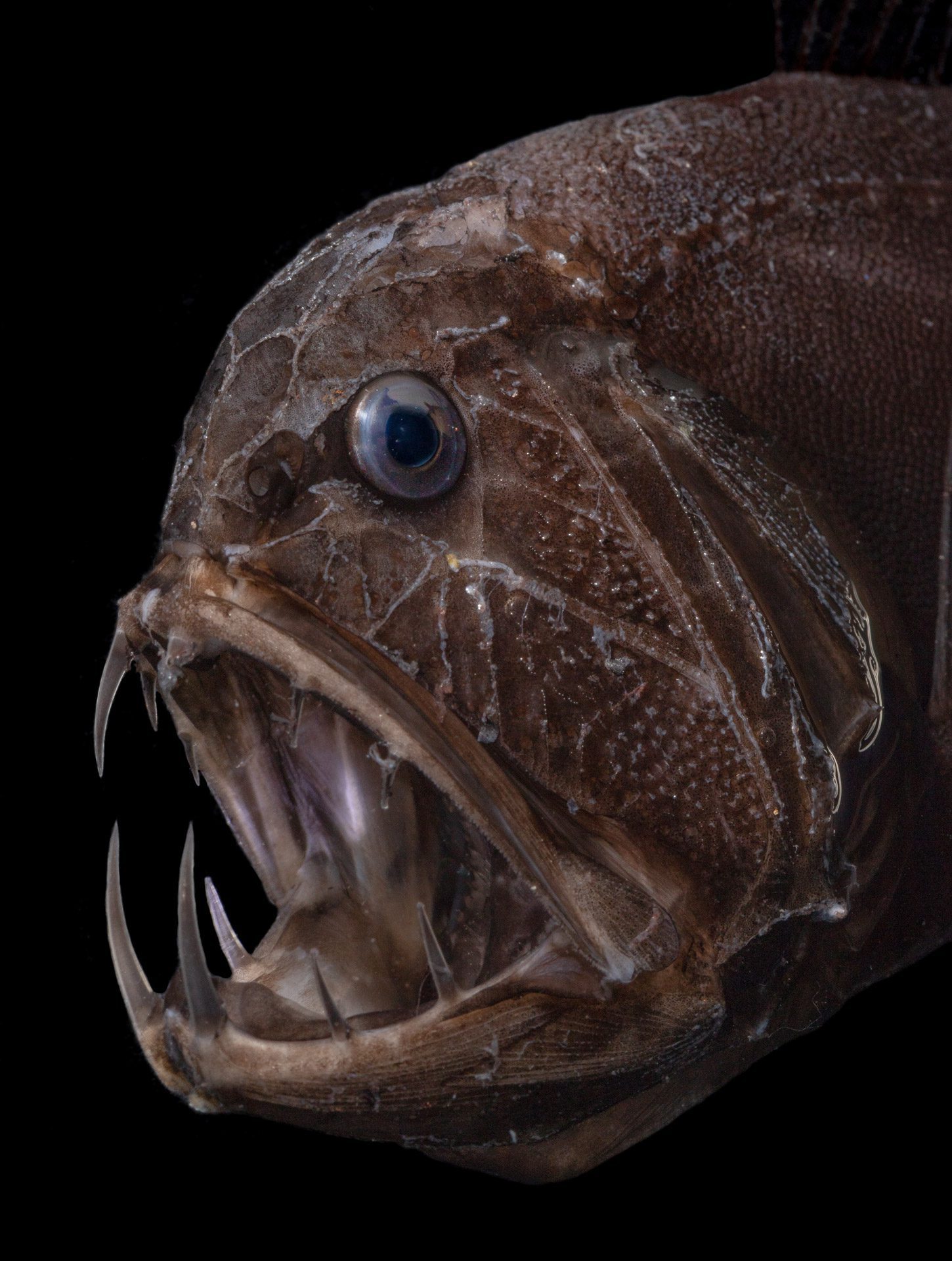 Fangtooth