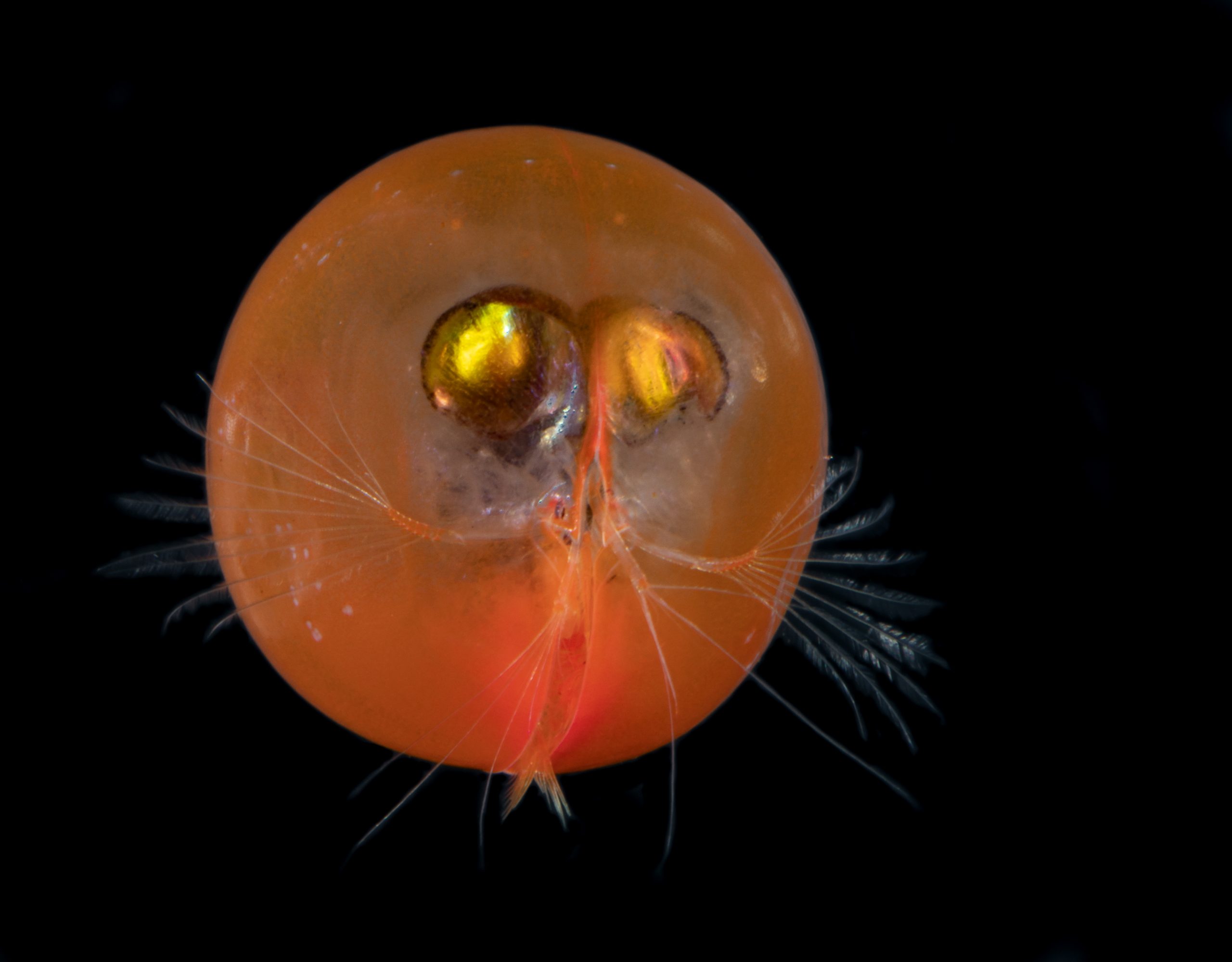 Giant ostracod