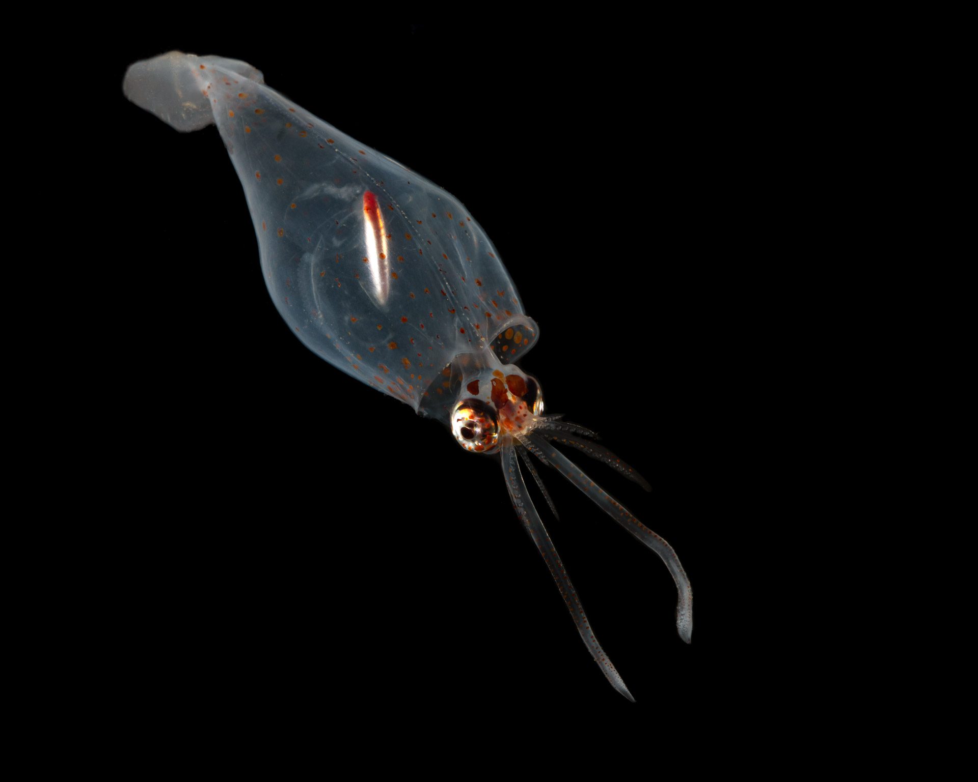glass squid