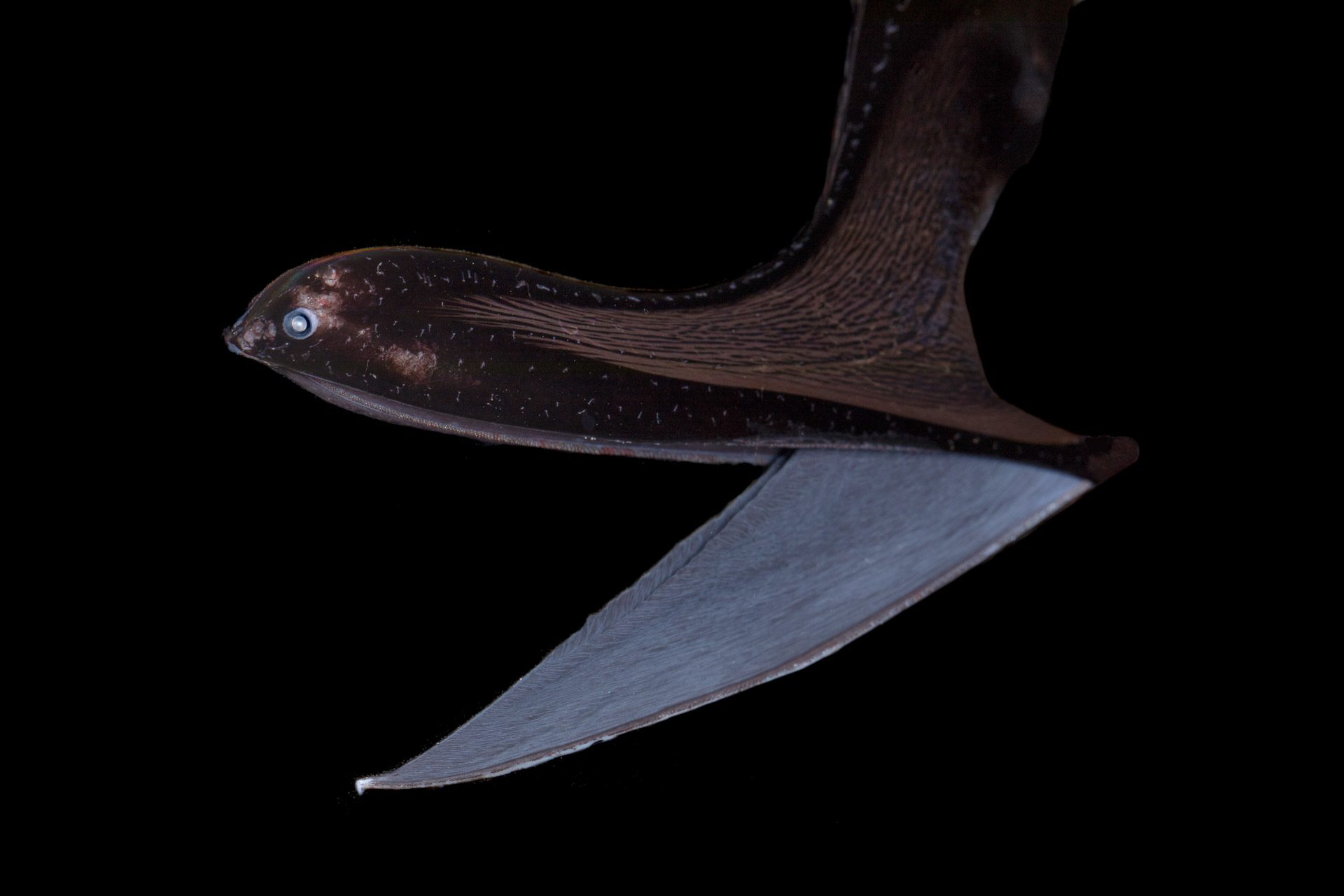 gulper eel