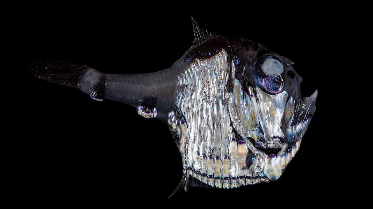 Hatchetfish