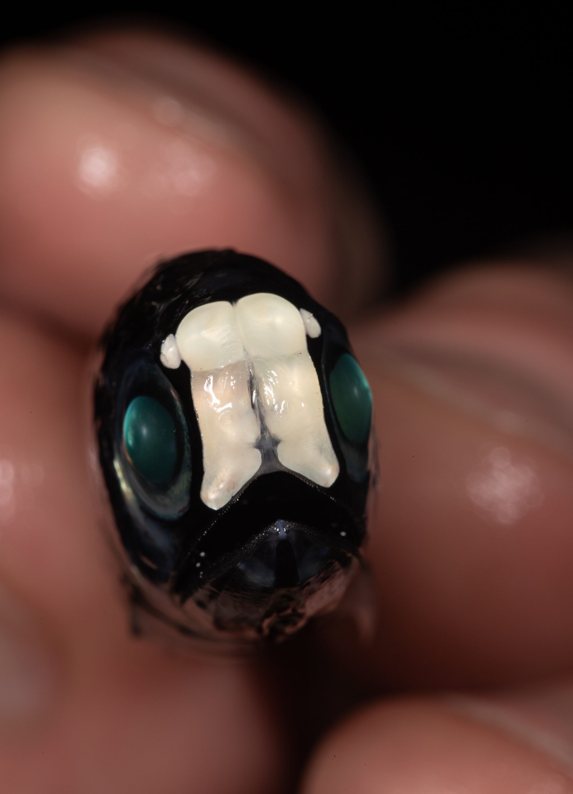 Lanternfish