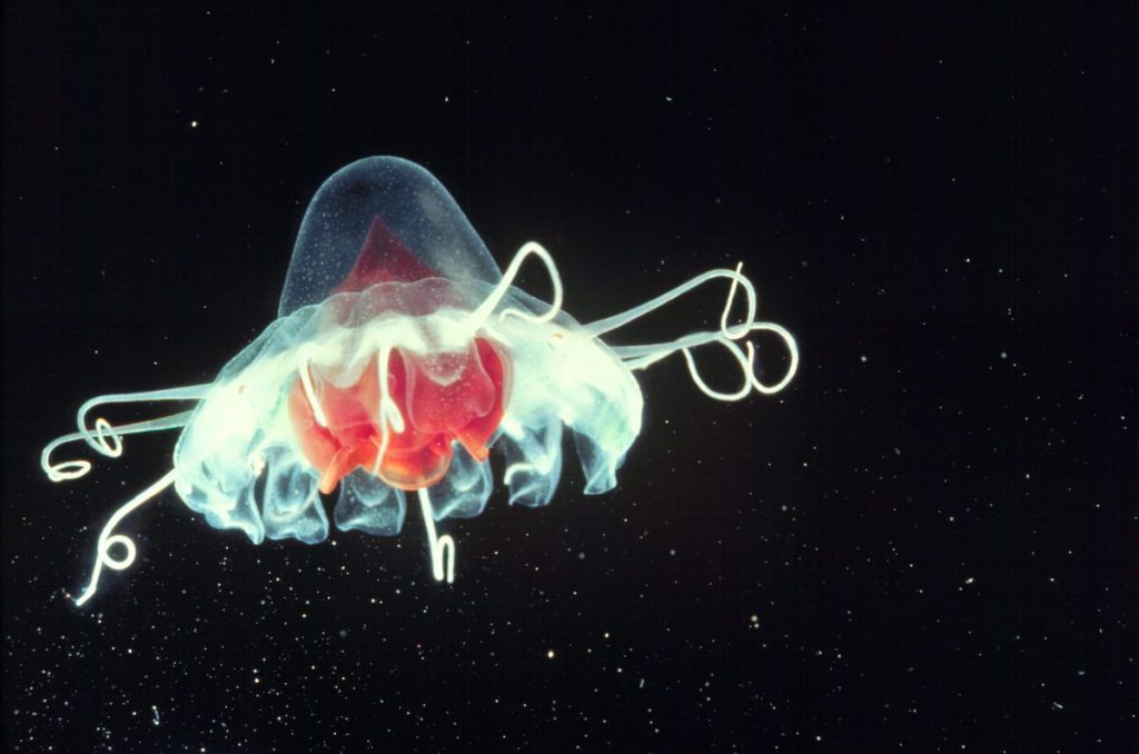 Helmet jellyfish