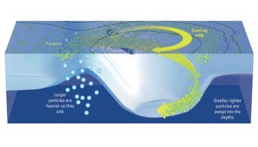Ocean eddies transporting plankton throughout the water column