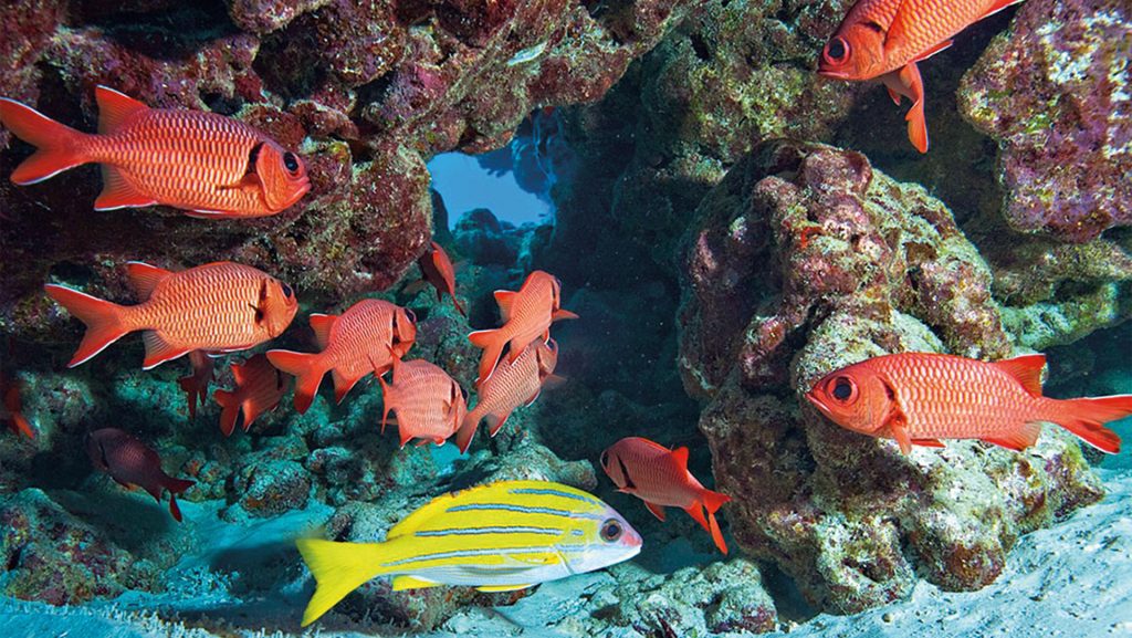 Fish swim around a coral reef in the Phoenix Islands Marine Protected Area, the largest protected marine area in the world. (Photo by Larry Madin, Woods Hole Oceanographic Institution)