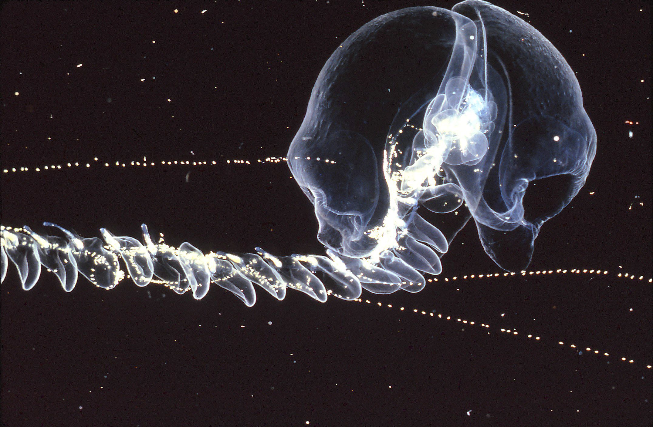 Siphonophore