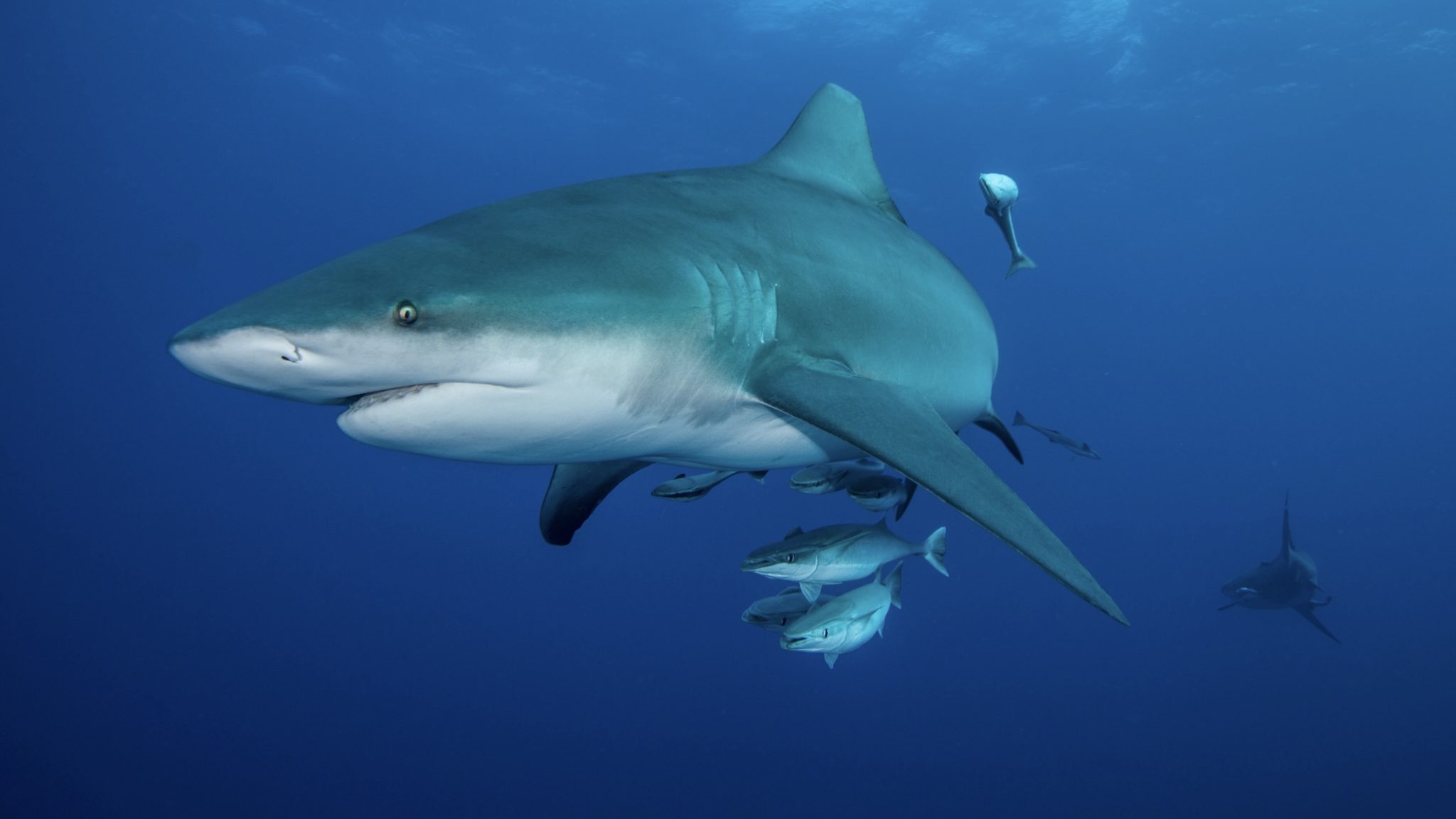 UN-backed global research shows benefits of tracking ocean giants for marine conservation