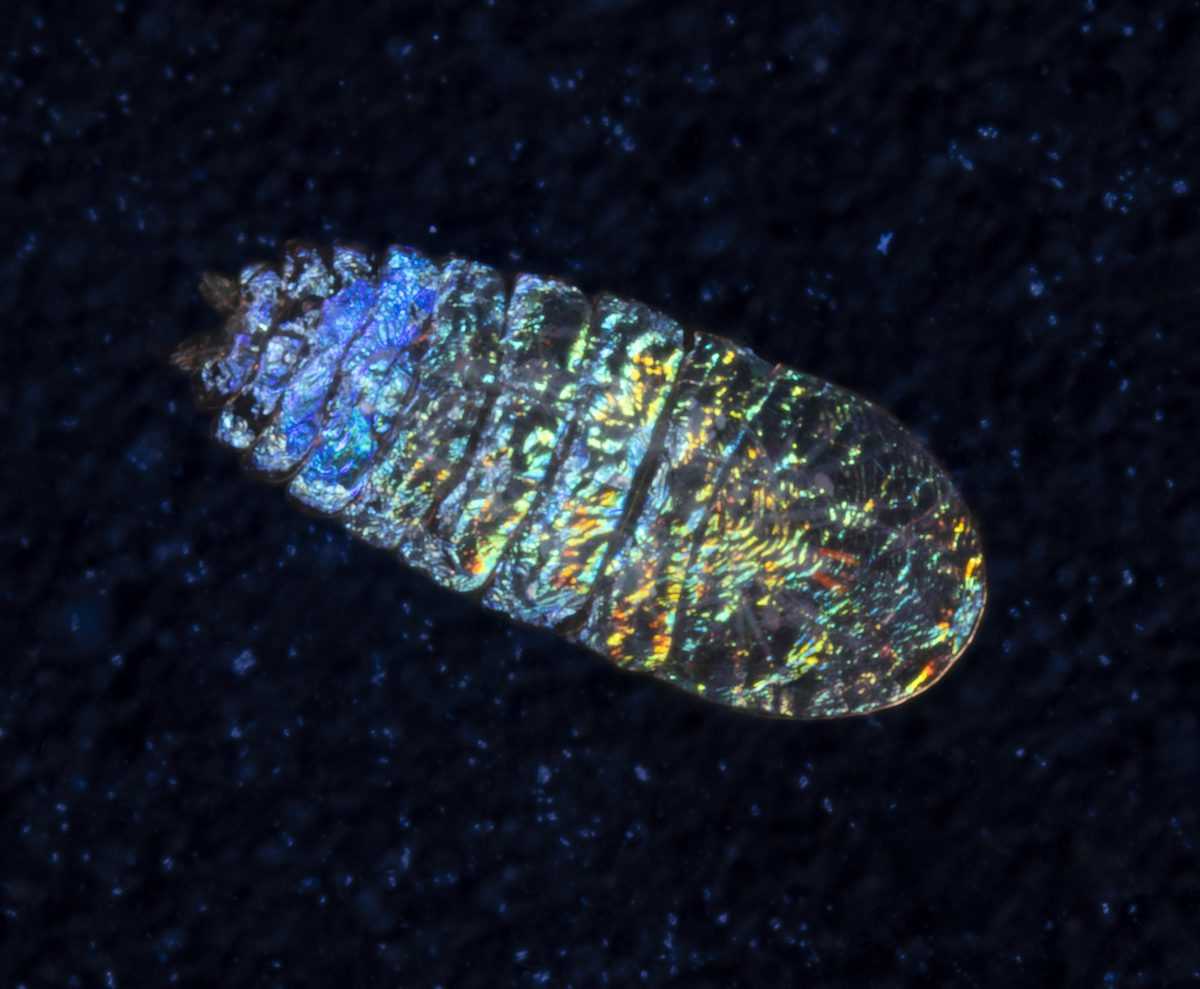 Sapphirina copepod.