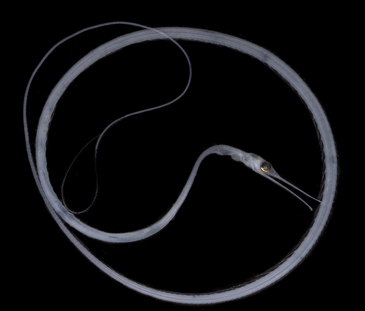 snipe eel