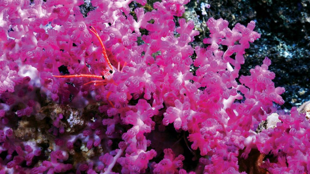 coral