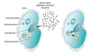 Some bacteria ingested by protists escape digestion, survive, and even reproduce.