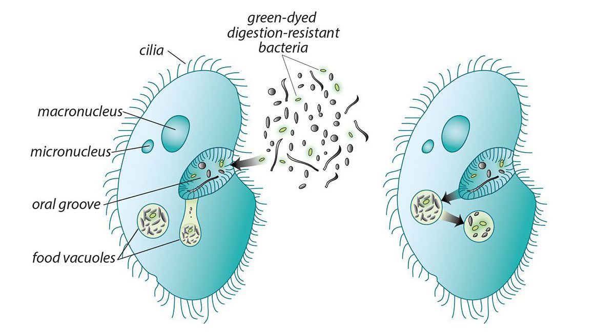 Some bacteria ingested by protists escape digestion, survive, and even reproduce.