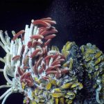 Tubeworms are part of a fascinating deep-sea ecosystem that thrives around hydrothermal vents, where life is powered by chemicals instead of sunlight. Courtesy of Jason Sylvan, Texas A&M Univ./NSF/HOV Alvin/2019/© Woods Hole Oceanographic Institution