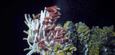 Tubeworms are part of a fascinating deep-sea ecosystem that thrives around hydrothermal vents, where life is powered by chemicals instead of sunlight. Courtesy of Jason Sylvan, Texas A&M Univ./NSF/HOV Alvin/2019/© Woods Hole Oceanographic Institution
