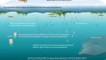arctic_ecosystem