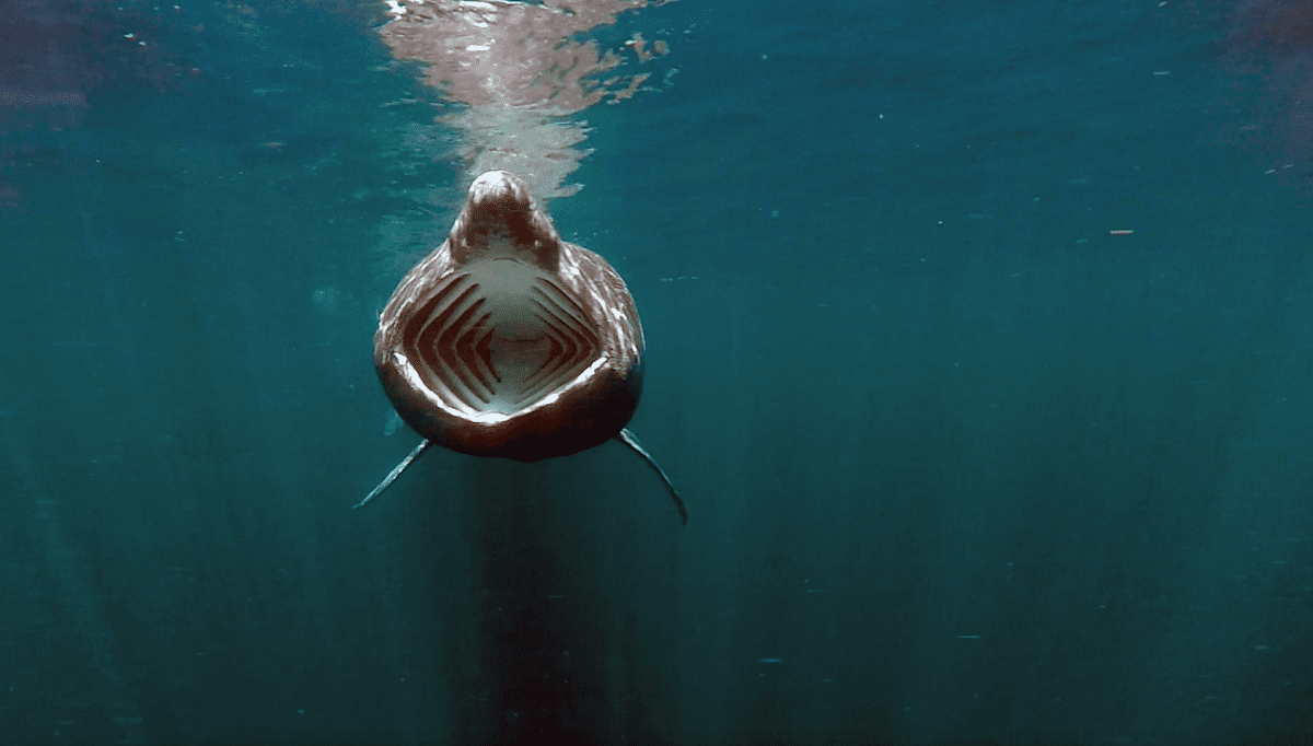 Basking shark