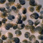 Light micrograph of the benthic foraminifer Nonionella stella, which thrives in anoxic sulfidic sediments far below the euphotic zone. Individuals are ~225 microns in diameter. (Image credit: J.M. Bernhard © Woods Hole Oceanographic Institution)