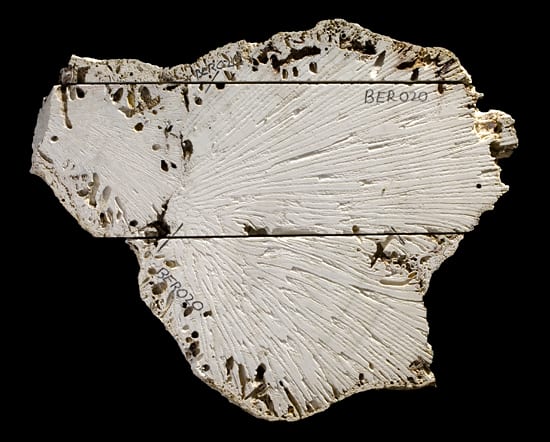 A slice through the center of a long-dead brain coral is a slicethrough human and ocean history. This 1,000-pound coral grew nearBermuda for 200 years. WHOI Research Associate Anne Cohen and fellowscientists are analyzing coral skeletons to decipher ocean temperaturesas recorded in the rock-like layers during its lifespan. (Photo by Tom Kleindinst, Woods Hole Oceanographic Institution)