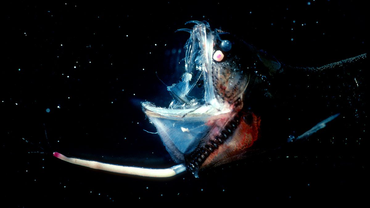 Dragonfish