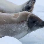 Seals like this one photographed during the Sea Ice Physics and Ecosystem Experiment (SIPEX-II) in Antarctica, depend on sea ice to survive. They hunt for food, such as fish and krill, under the ice, and use the ice surface for rest and to have their pups. (Photo by Peter Kimball, Woods Hole Oceanographic Institution)
