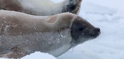 Seals like this one photographed during the Sea Ice Physics and Ecosystem Experiment (SIPEX-II) in Antarctica, depend on sea ice to survive. They hunt for food, such as fish and krill, under the ice, and use the ice surface for rest and to have their pups. (Photo by Peter Kimball, Woods Hole Oceanographic Institution)