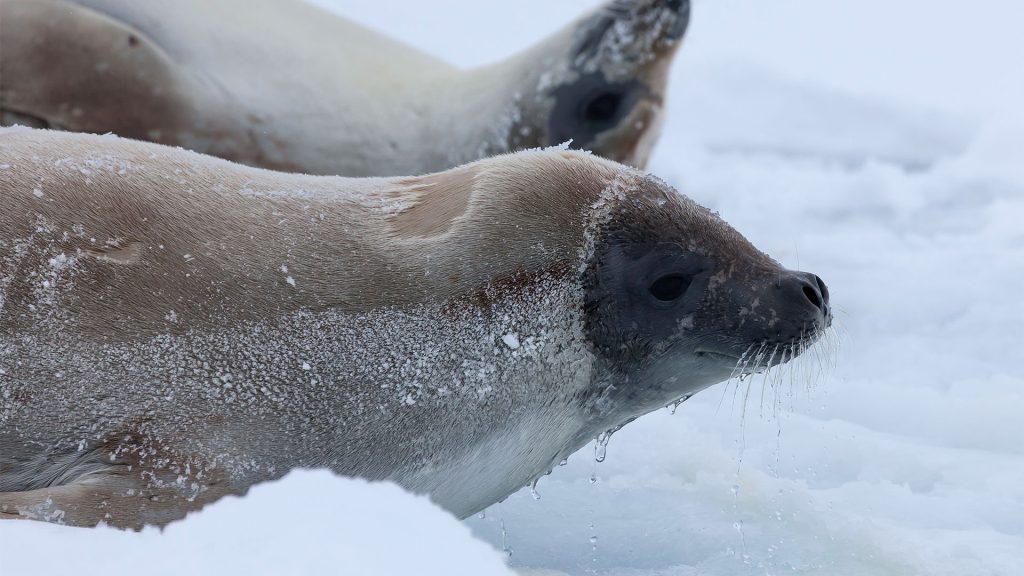 Seals like this one photographed during the Sea Ice Physics and Ecosystem Experiment (SIPEX-II) in Antarctica, depend on sea ice to survive. They hunt for food, such as fish and krill, under the ice, and use the ice surface for rest and to have their pups. (Photo by Peter Kimball, Woods Hole Oceanographic Institution)