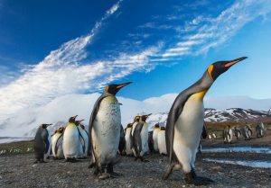 King penguins on the South Sandwich Islands. Photo by Ian Parker on Unsplash.