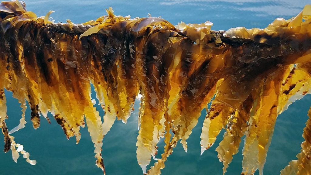 (Woods Hole Oceanographic Institution)