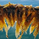 (Woods Hole Oceanographic Institution)