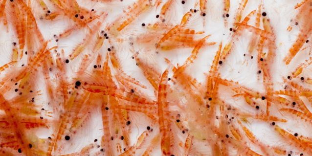 krill