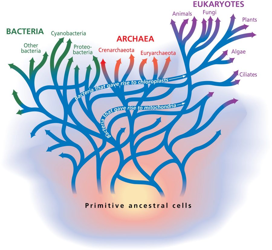 Microbial Life Tree – Woods Hole Oceanographic Institution