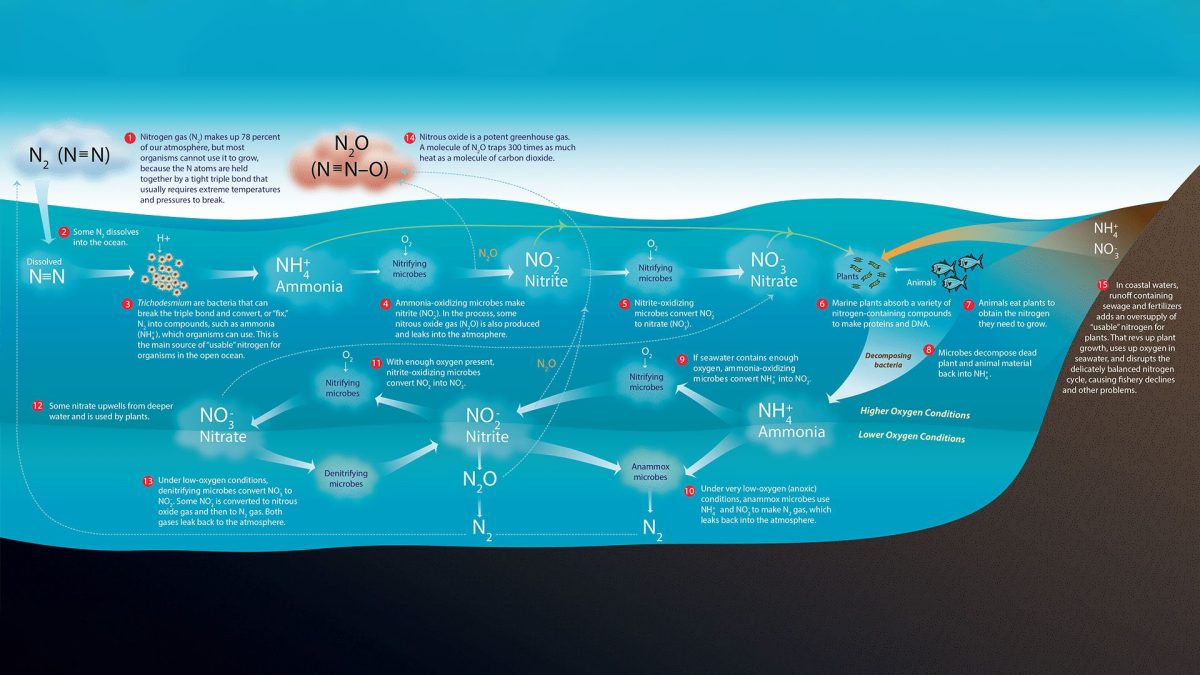nitrogen cycle
