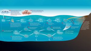 nitrogen cycle
