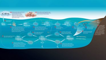 nitrogen cycle