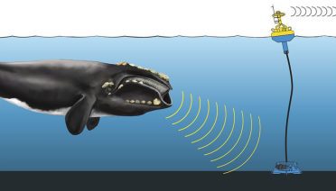 How a DMON buoy operates to detect and transmit right whale location info