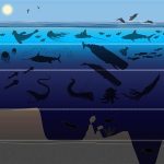 ocean zones