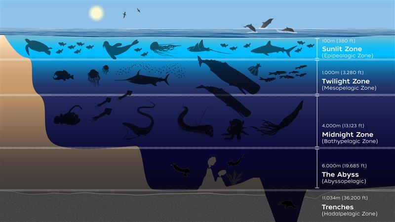 ocean zones