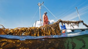 kelp farming