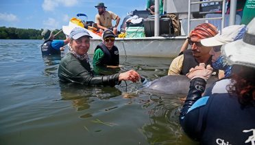 WHOI biologist Laela Sayigh attaches a suction-cup hydrophone to a dolphin in Sarasota Bay