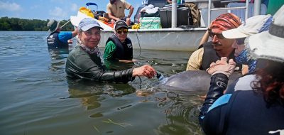 WHOI biologist Laela Sayigh attaches a suction-cup hydrophone to a dolphin in Sarasota Bay